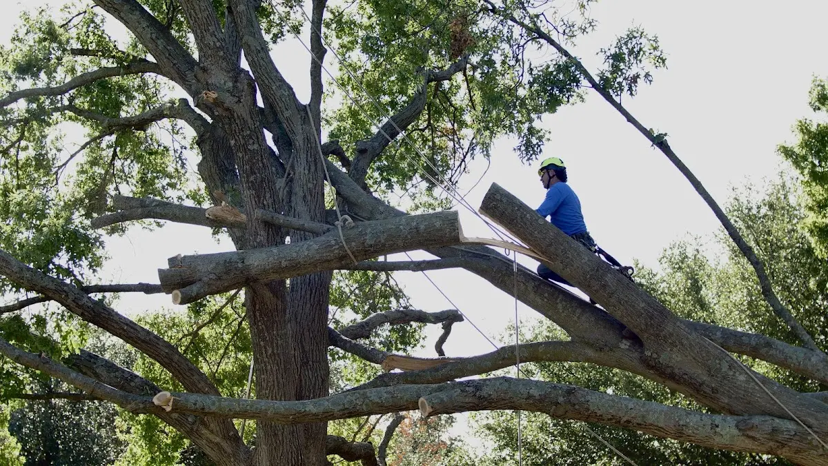 Professional Crown Thinning performed by certified arborists in Ayrshire