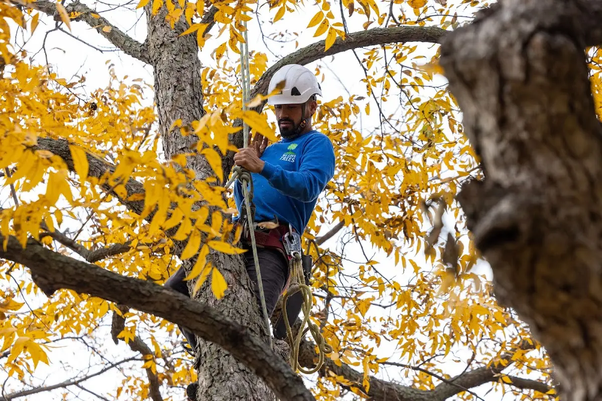 Skilled Tree Pruning crew working in Ayrshire